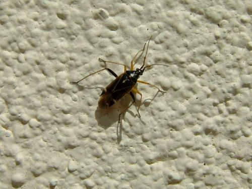 Réf. 197 588 : Harpocera thoracica
